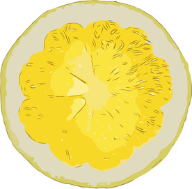 柠檬 矢量手绘素材