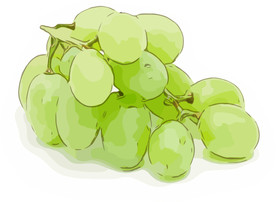 青提 矢量手绘素材