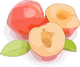 桃子 矢量手绘素材