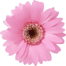 菊花 矢量手绘素材