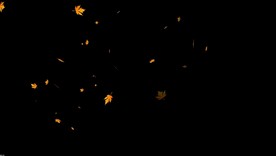 枫叶落下叠加 带通道