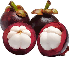 山竹 矢量手绘素材