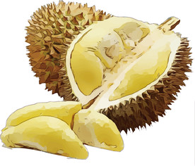 榴莲 矢量手绘素材