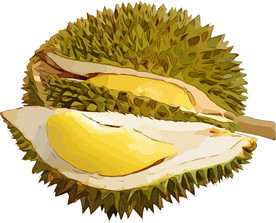 榴莲 矢量手绘素材