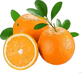 橙 矢量手绘素材