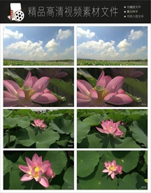 2018最新唯美荷花视频LED