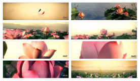 高清唯美荷花实拍视频