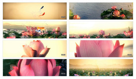 高清唯美荷花实拍视频