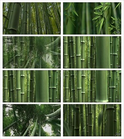 中国风青花瓷竹林循环动画