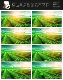 MPG茶叶种植园摘茶叶视频