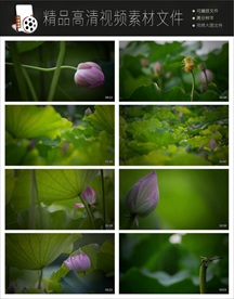 MPG高清实拍唯美花朵风景