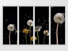 现代简约唯美蒲公英移门