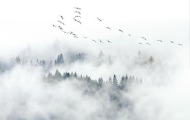 北欧森林迷雾飞鸟玄关背景屏风底