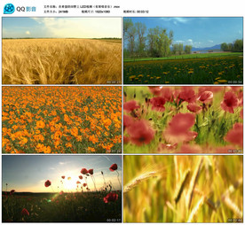 在希望的田野上 舞台背景视频