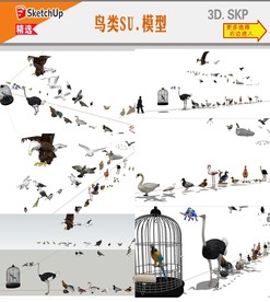 鸟类SU模型