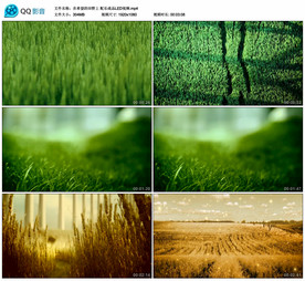 在希望的田野上 舞台背景视频