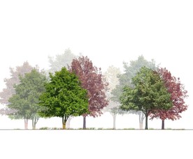 园林植物分层彩图