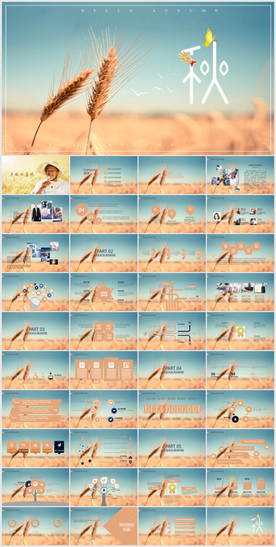 金灿灿稻谷粮食农民农业金秋丰收