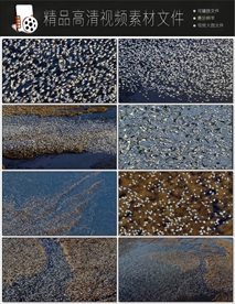 飞翔的海鸥唯美意境梦幻视频