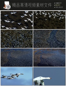 飞翔的海鸥唯美意境梦幻视频