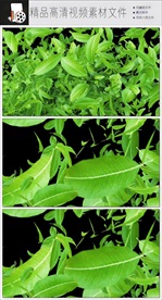 MOV绿色叶子随风飘落视频