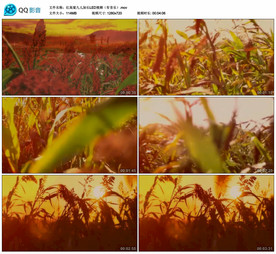 红高粱九儿 LED背景视频成品