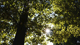 穿过树叶的阳光