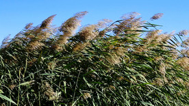 随风舞动的芦苇