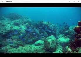 海底世界气泡珊瑚鱼