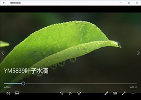 清晨叶子水滴清新绿色阳光