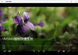 清晨森林自然风景植物花卉生长