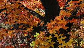 秋风中的红枫树