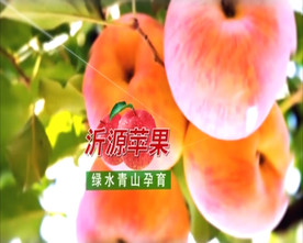 沂源红苹果推广