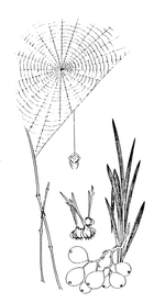 吉祥图案 中国纹样 吉祥底纹