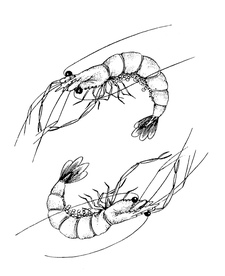 吉祥图案 中国纹样 吉祥底纹