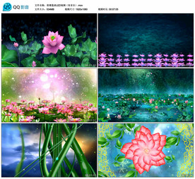 荷塘莲语唯美荷花 舞台背景视频