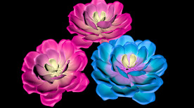 玫瑰花 C4D 浪漫 惊艳花