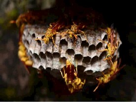 大黄蜂 昆虫 蜂窝