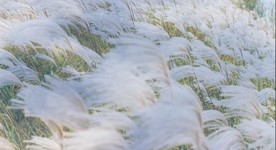 芦花MV背景LED视频