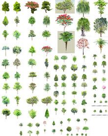 2D园林树木图片