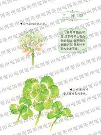 三叶草和介绍