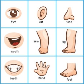 矢量卡通幼儿肢体器官