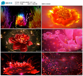 唯美牡丹花绽放 舞台背景视频