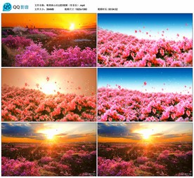 唯美杜鹃花映山红 舞台背景视频