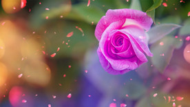 《女人花》歌曲背景