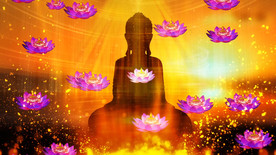 《来生愿做一朵莲》魏新雨歌曲配