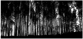 AI制作矢量森林树木植物群