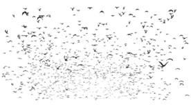 鸟类迁徙矢量创意图形设计