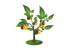 菜椒 矢量蔬菜图