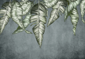 热带雨林背景 芭蕉叶 热带植物